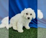 Small Bichon Frise