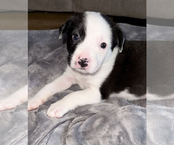 Medium Photo #12 Australian Shepherd-Unknown Mix Puppy For Sale in OKLAHOMA CITY, OK, USA