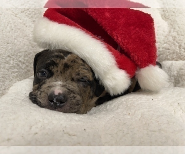 Medium Photo #156 American Bully Puppy For Sale in REESEVILLE, WI, USA