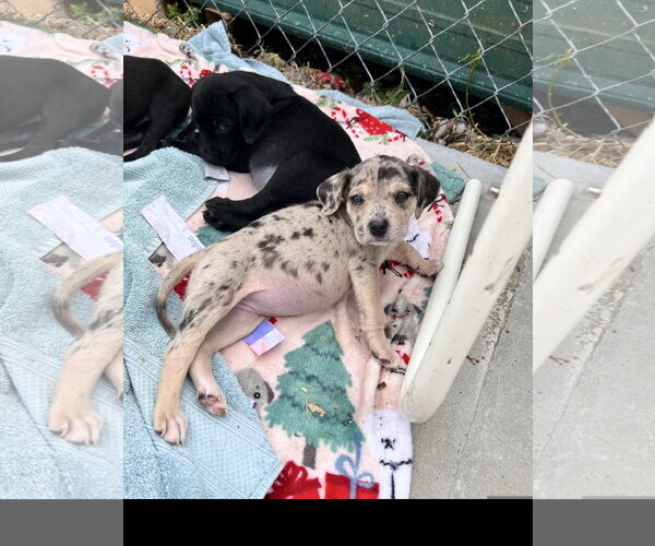 Medium Photo #2 Catahoula Leopard Dog-Unknown Mix Puppy For Sale in Tracy City, TN, USA