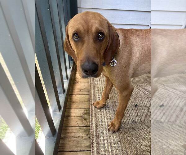 Medium Photo #5 Mutt Puppy For Sale in Candler, NC, USA