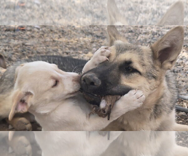 Medium Photo #3 Australian Shepherd-Jack Russell Terrier Mix Puppy For Sale in Peralta, NM, USA