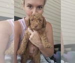 Puppy Puppy 3 Red Poodle (Standard)