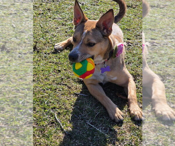 Medium Photo #22 Labrador Retriever-Unknown Mix Puppy For Sale in Oak Bluffs, MA, USA
