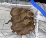 Small Photo #11 Golden Retriever Puppy For Sale in CHINA SPRING, TX, USA