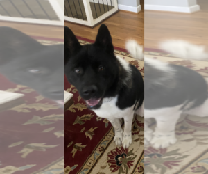 Akita Dog for Adoption in FRANKLINTON, North Carolina USA