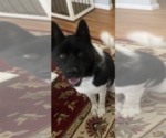 Small Photo #1 Akita Puppy For Sale in FRANKLINTON, NC, USA