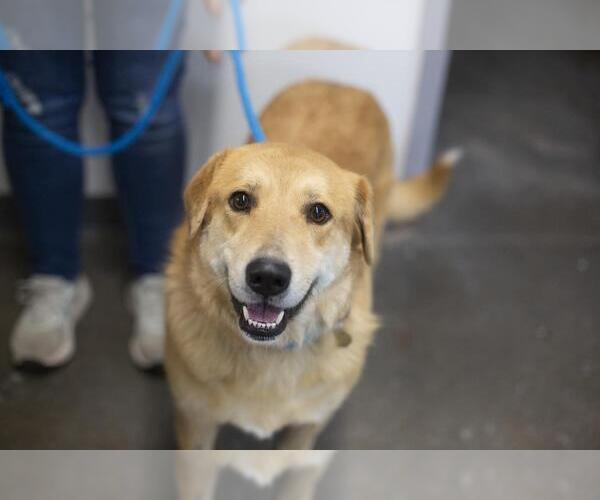 Medium Photo #1 Anatolian Shepherd-Golden Retriever Mix Puppy For Sale in Mountain Home, AR, USA