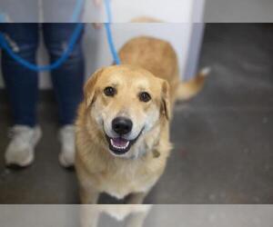 Anatolian Shepherd-Golden Retriever Mix Dogs for adoption in Mountain Home, AR, USA