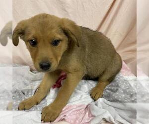 Shepradors Dogs for adoption in Modesto, CA, USA