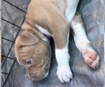 Small Photo #9 American Pit Bull Terrier Puppy For Sale in ABERDEEN, SD, USA