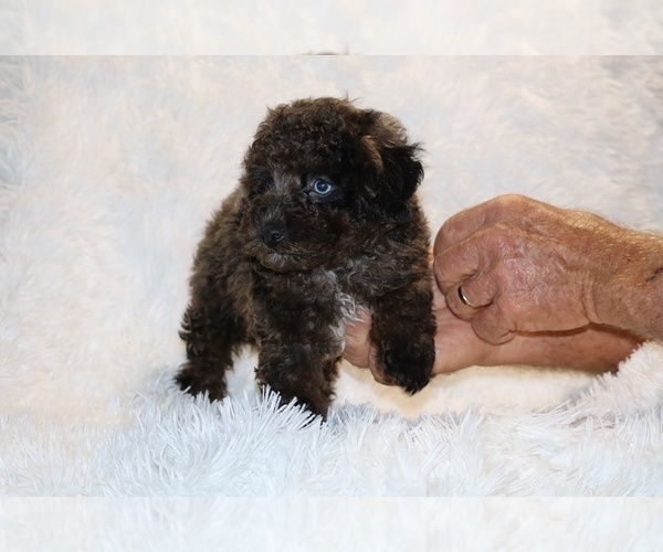 Medium Photo #17 Poodle (Toy) Puppy For Sale in DYERSBURG, TN, USA