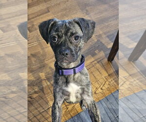 WHISKEY - Male Buggs Dog for Adoption - Photo #4