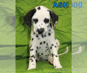 Dalmatian Puppy for sale in EXCELSIOR SPRINGS, MO, USA