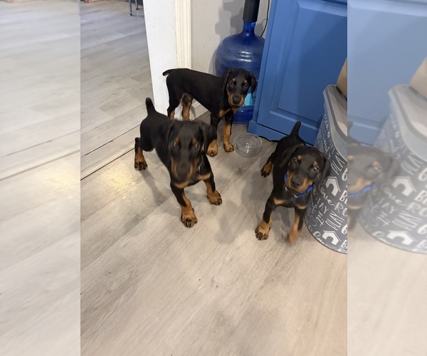 Medium Photo #2 Doberman Pinscher Puppy For Sale in CHEPACHET, RI, USA