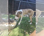 Small #6 Great Dane