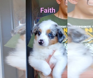 Medium Miniature Australian Shepherd