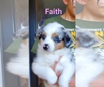 Puppy Faith Miniature Australian Shepherd