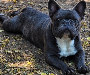 French Bulldog Puppy for sale in SPRINGFIELD, OR, USA