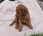 Small Photo #40 Irish Doodle Puppy For Sale in GOSHEN, IN, USA