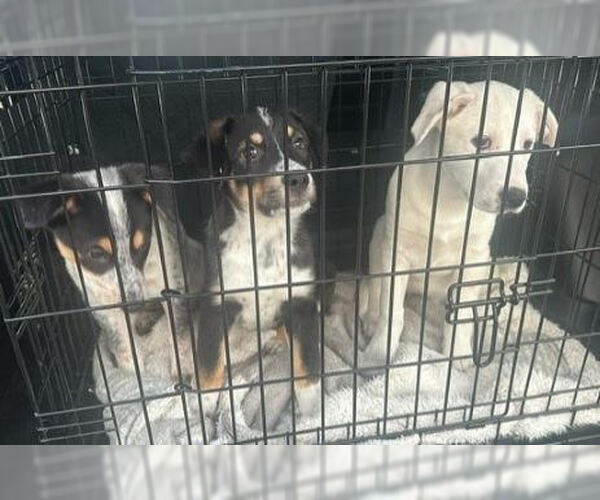 Medium Photo #4 Golden Labrador Puppy For Sale in Mt. Laurel, NJ, USA