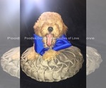 Small Photo #5 Goldendoodle Puppy For Sale in RUSKIN, FL, USA