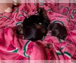 Small Photo #22 Schnauzer (Miniature) Puppy For Sale in LEHIGH ACRES, FL, USA