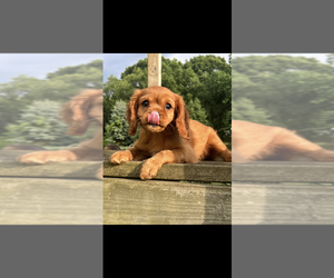 Cavalier King Charles Spaniel Puppy for sale in NILES, MI, USA