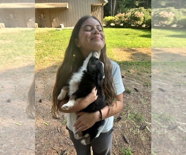 Medium Photo #5 Miniature Australian Shepherd Puppy For Sale in BELLVILLE, OH, USA