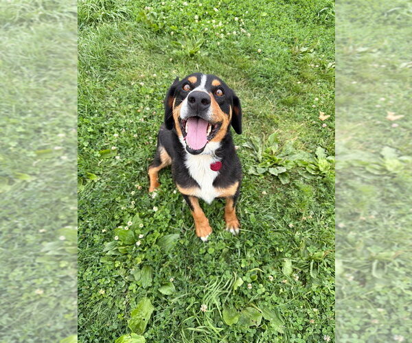 Medium Photo #4 Mutt Puppy For Sale in Pierceton , IN, USA