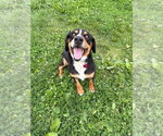 Small #3 Mutt