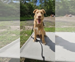 Mutt Dogs for adoption in Ridgefield, CT, USA