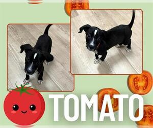 Labrador Retriever-Unknown Mix Dogs for adoption in Pearland, TX, USA