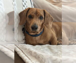 Dachshund Dogs for adoption in Forest, VA, USA