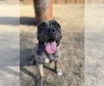 Small #1 American Pit Bull Terrier-Bulldog Mix