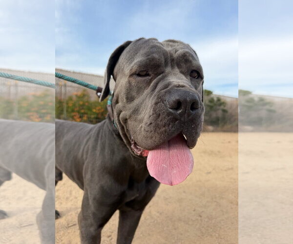 Medium Photo #3 Mutt Puppy For Sale in Goodyear, AZ, USA