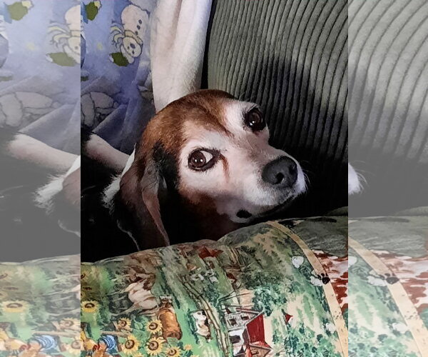 Medium Photo #3 Beagle Puppy For Sale in St. Louis Park, MN, USA