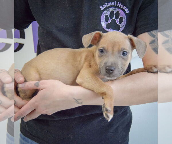 Medium Photo #2 American Staffordshire Terrier-Boxer Mix Puppy For Sale in Huntley, IL, USA
