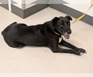 American Pit Bull Terrier-Labrador Retriever Mix Dogs for adoption in Corona, CA, USA