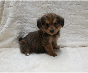 Pembroke Welsh Corgi-Poodle (Miniature) Mix Puppy for sale in FRESNO, OH, USA