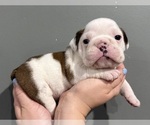 Small Photo #35 English Bulldog Puppy For Sale in EVEREST, KS, USA