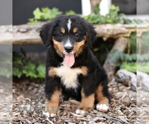 Bernese Mountain Dog Puppy for sale in CHRISTIANA, PA, USA