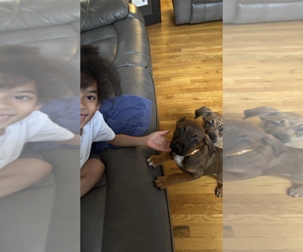 Medium Photo #9 America Bandogge Mastiff Puppy For Sale in SNELLVILLE, GA, USA