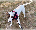 Small Photo #6 Labrador Retriever-Unknown Mix Puppy For Sale in Wakefield, RI, USA