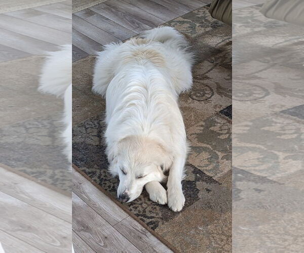 Medium Photo #9 Great Pyrenees Puppy For Sale in Spring, TX, USA