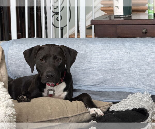 Medium Photo #5 Labrador Retriever-Unknown Mix Puppy For Sale in Holly Springs, NC, USA