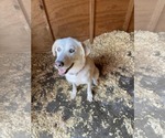 Small Huskies -Labrador Retriever Mix