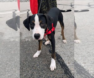 Mutt Dogs for adoption in Wakefield, RI, USA