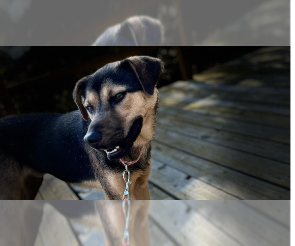 Medium Photo #3 Mountain Cur-Unknown Mix Puppy For Sale in Linton, IN, USA