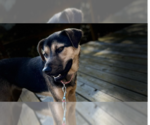 Small Photo #3 Mountain Cur-Unknown Mix Puppy For Sale in Linton, IN, USA